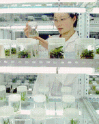 种子法点窜的几个问题 种子法点窜的几个问题